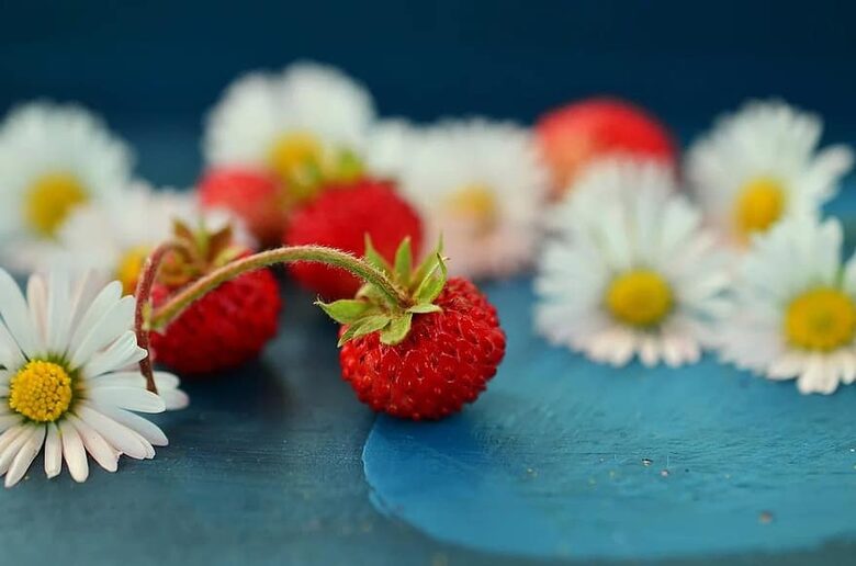 Meža zemenes “Baron von Solemacher”